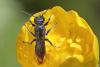 Chelostoma sp.